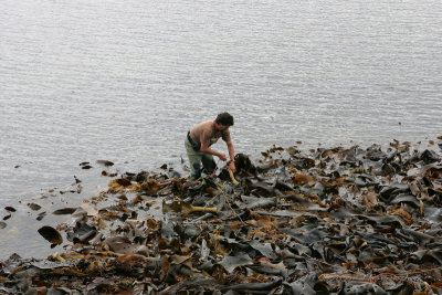 Kelp Harvesting2