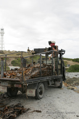Kelp Harvesting 3