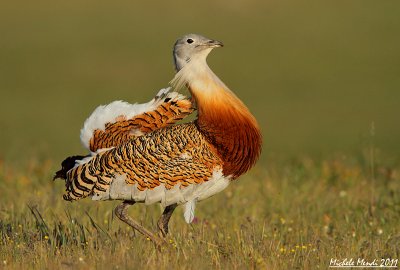 Great Bustard