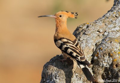 Eurasian Hoopoe