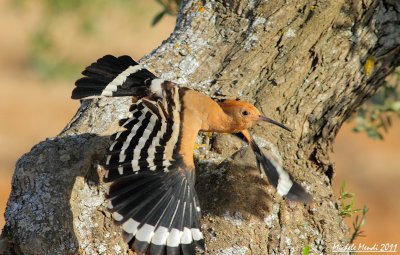 Eurasian Hoopoe