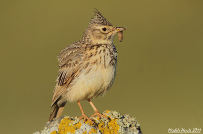 Thekla Lark