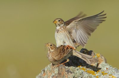 Corn Buntings