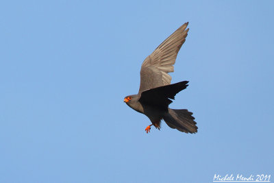 Red footed falcon