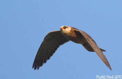 Red footed falcon