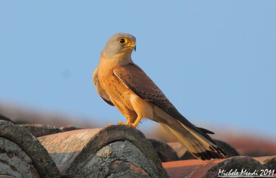 Lesser kestrel