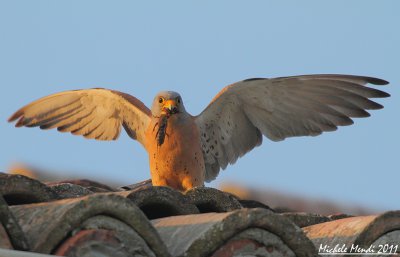 Lesser kestrel