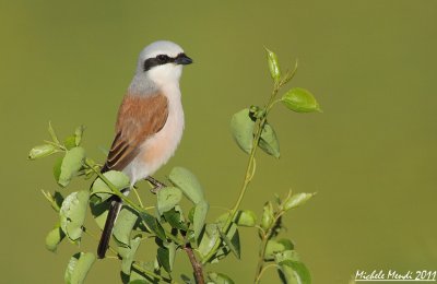 Red-backed Shrike