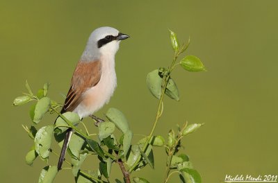 Red-backed Shrike