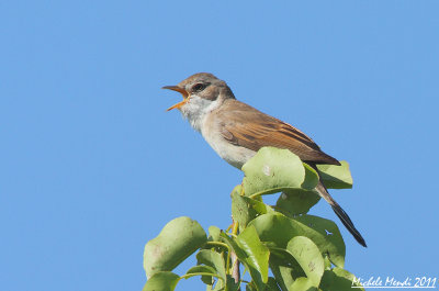 Common Whitethroat