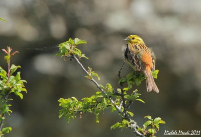 Yellowhammer