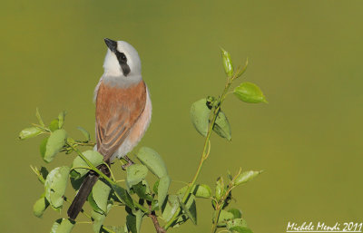 Red-backed Shrike