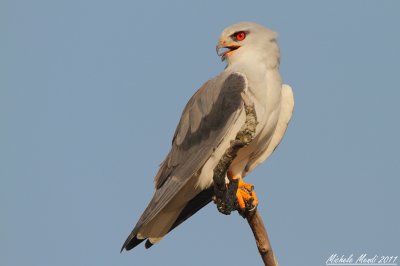 Black-shouldered Kite