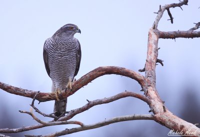 Special gallery - Golden eagle and Goshawk