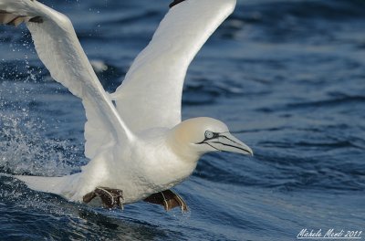 Northern Gannet