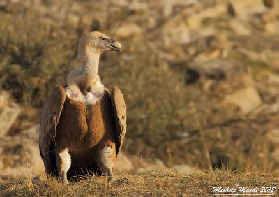 Griffon Vulture