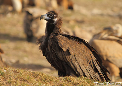 Black Vulture