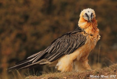 Lammergeier