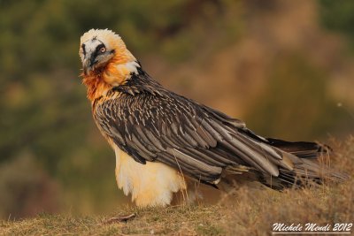Lammergeier