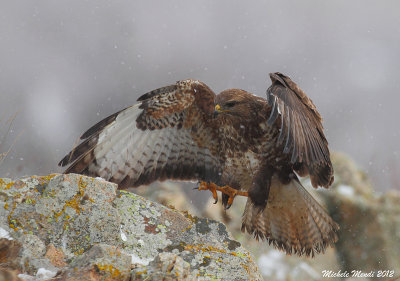 Common buzzard