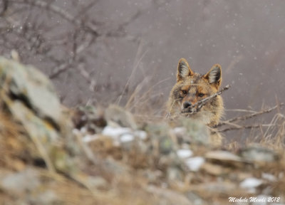 Golden jackal