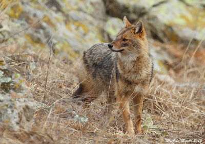 Golden jackal