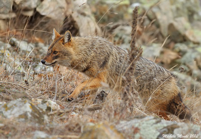 Golden jackal