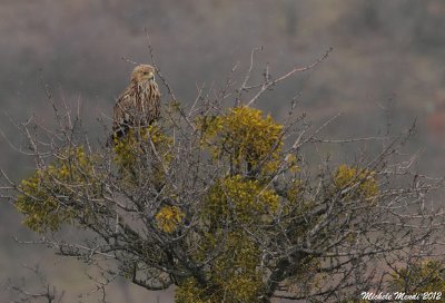 Imperial eagle