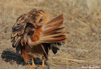 Long-legged buzzard