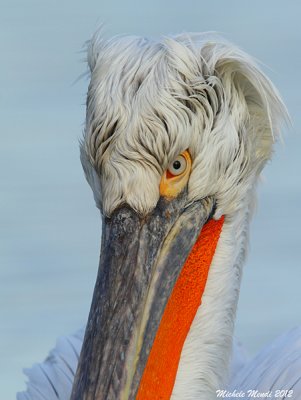 Dalmatian Pelican