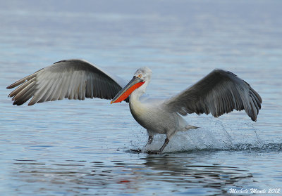 Dalmatian Pelican