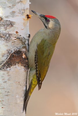 Grey-headed woodpecker male