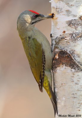 Grey-headed woodpecker male
