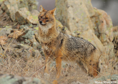 Golden jackal