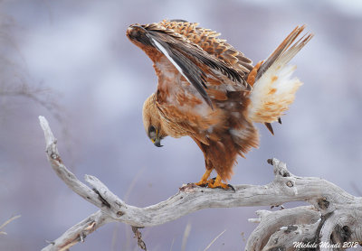 Long-legged buzzard