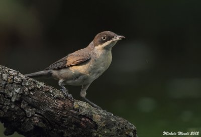 Orphean warbler