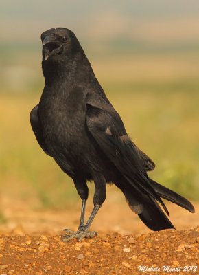 Carrion Crow