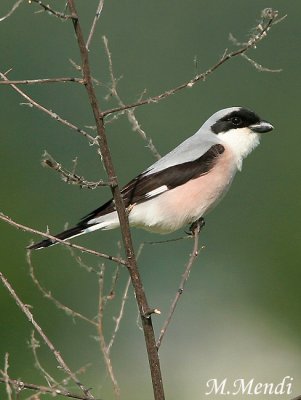 Lesser Grey Shrike