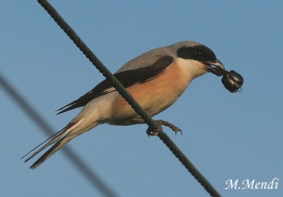 Lesser Grey Shrike