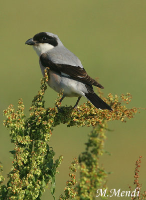 Lesser Grey Shrike