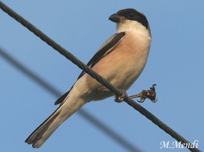 Lesser Grey Shrike