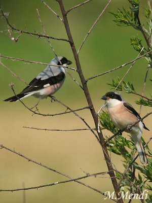 Lesser Grey Shrike