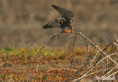 Red footed falcon