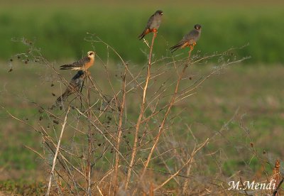 Red footed falcons