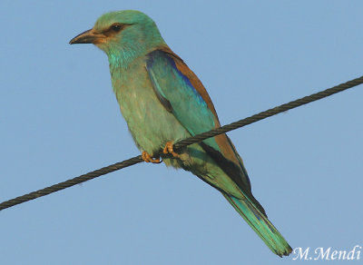 Roller