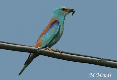 Roller