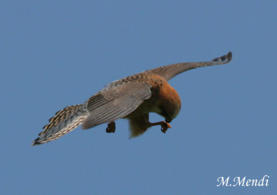Red footed falcon
