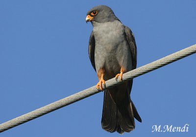 Red footed falcon