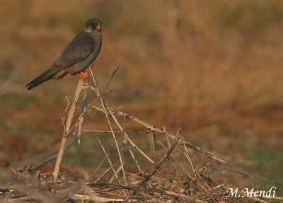 Red footed falcon