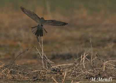 Red footed falcon